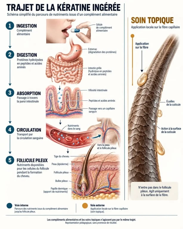 Infographie sur le fonctionnement d’un complément alimentaire de kératine, de la digestion au follicule pileux
